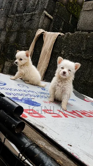 0-1 month Female Purebred American Eskimo