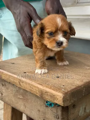 0-1 month Male Purebred Lhasa Apso