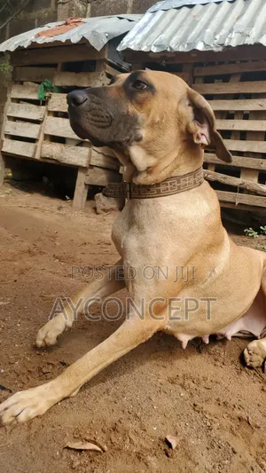 1+ year Female Purebred Boerboel