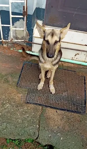 1+ year Female Purebred German Shepherd