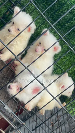 1-3 months Male Purebred American Eskimo