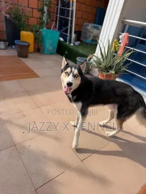 1+ year Male Purebred Siberian Husky