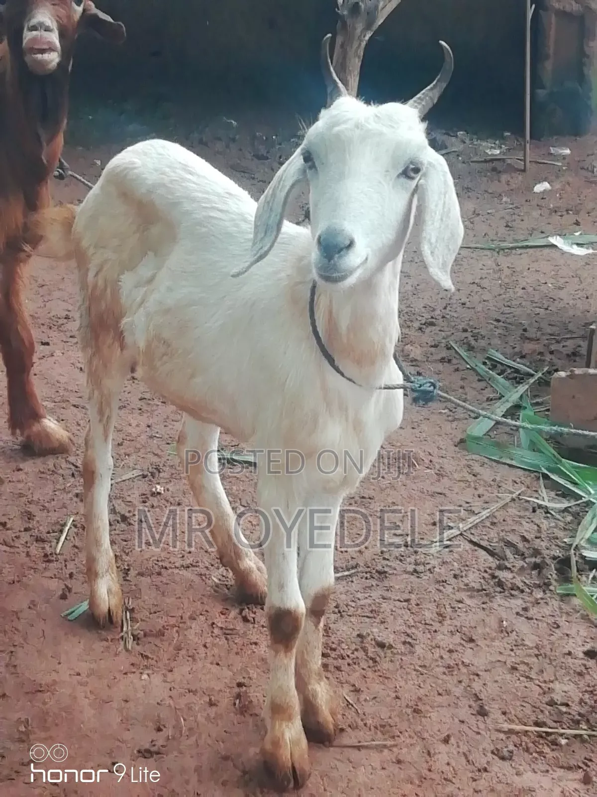 Goat Fir Sale