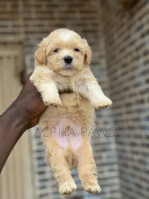 1-3 months Male Purebred Lhasa Apso