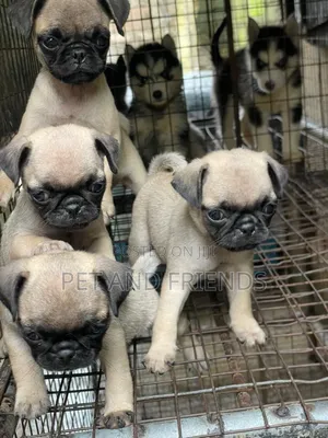 1-3 months Female Purebred Pug