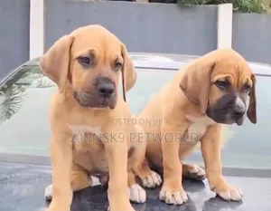 1-3 months Male Purebred Boerboel