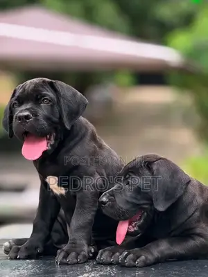 1-3 months Female Purebred Cane Corso