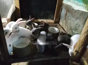 Rabbit Werner's