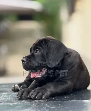 1-3 months Female Purebred Cane Corso
