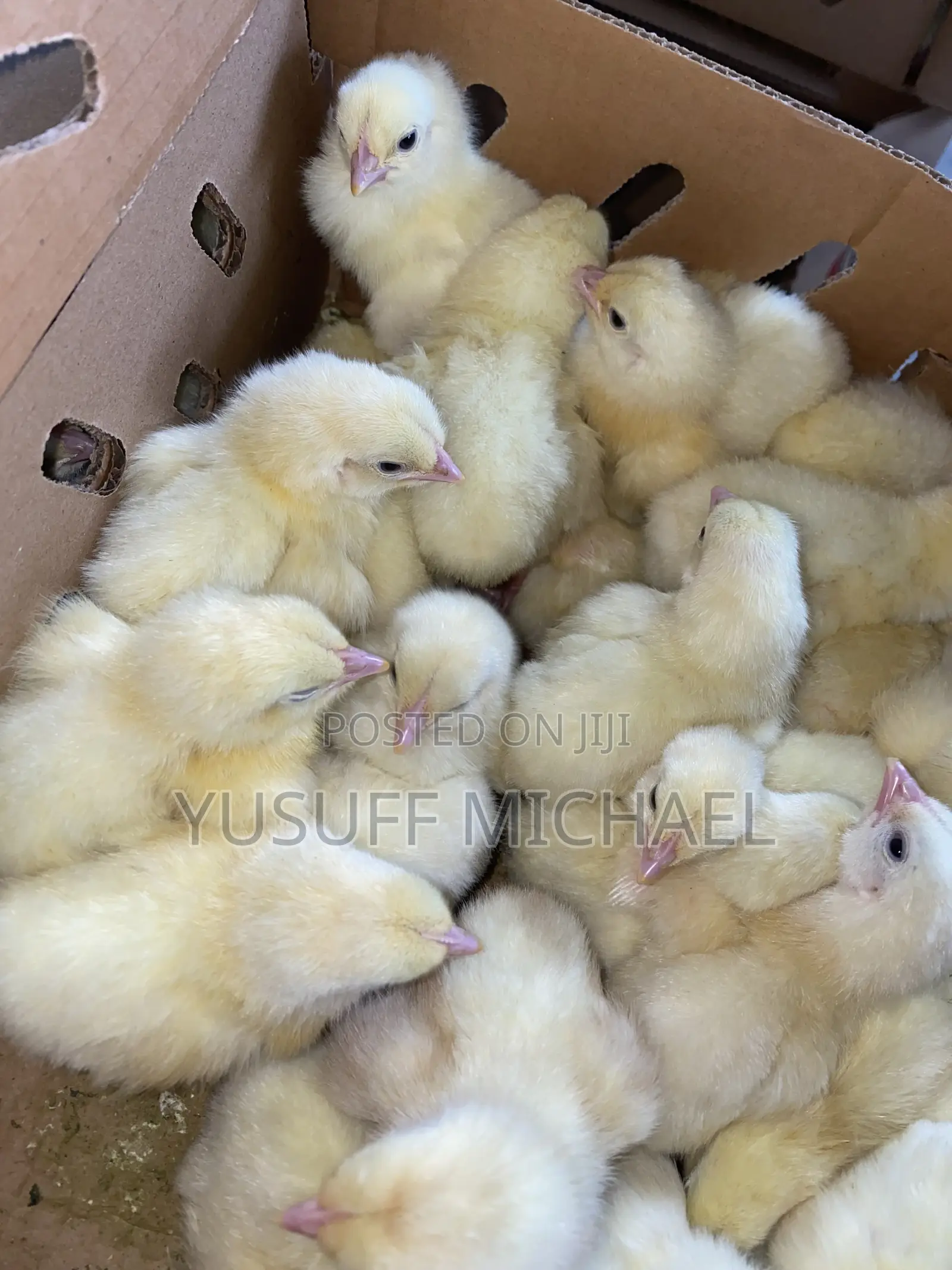 Day Old Chicks