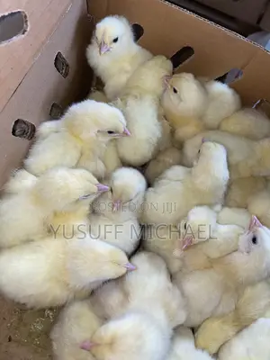 Day Old Chicks