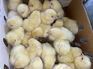 Day Old Chicks