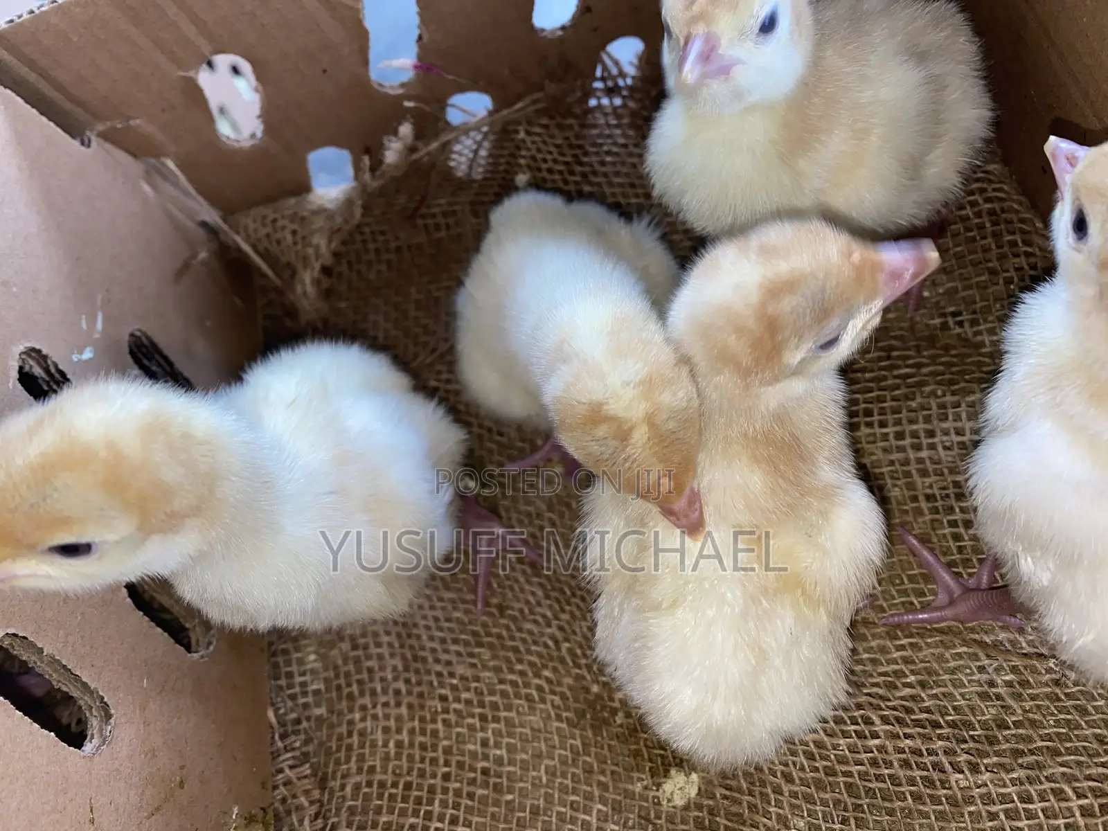 Day Old Chicks