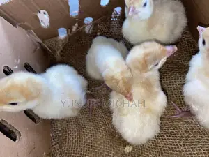 Day Old Chicks