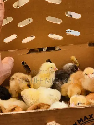 Day Old Chicks