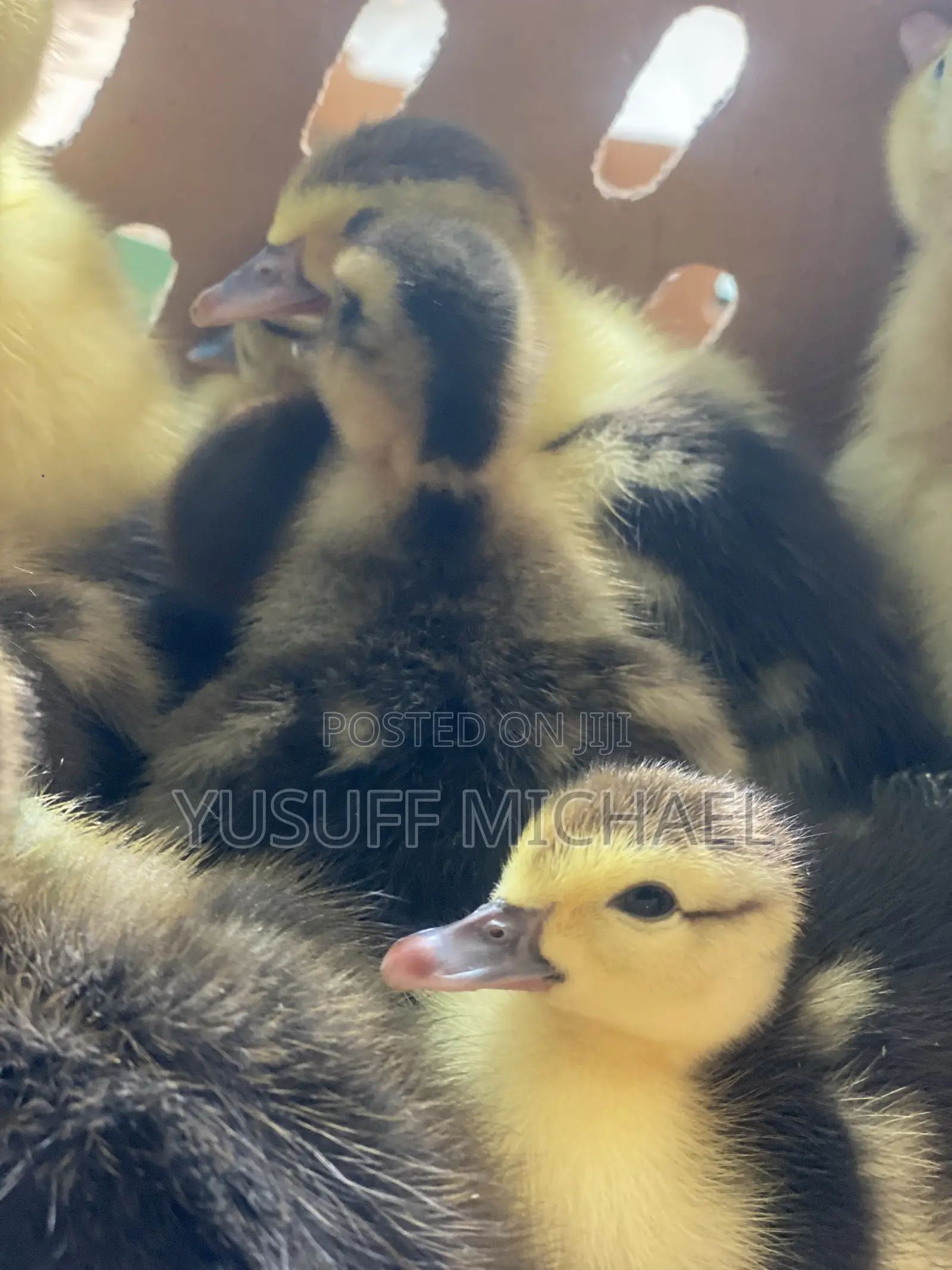 Day Old Chicks
