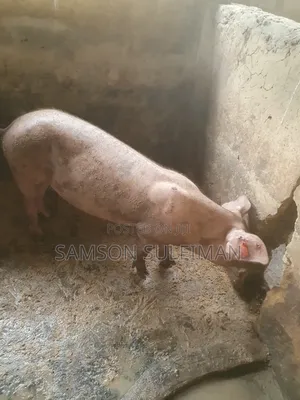 Hybrid Pigs
