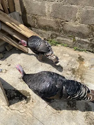 Turkey for Sell