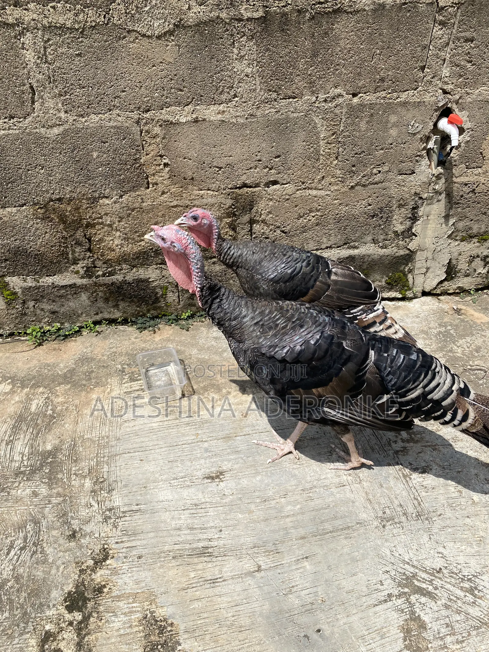 Turkey for Sell