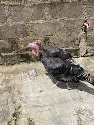 Turkey for Sell