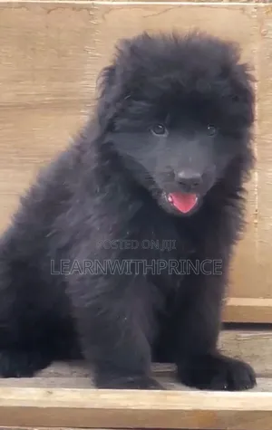 1-3 months Female Purebred German Shepherd