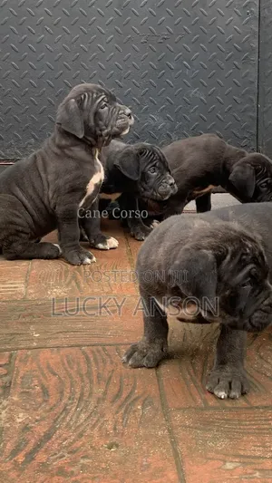 1-3 months Male Purebred Cane Corso
