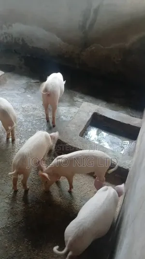 Large White Weaners Piglets