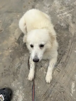 6-12 months Female Purebred American Eskimo