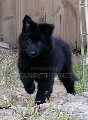 1-3 months Female Purebred German Shepherd