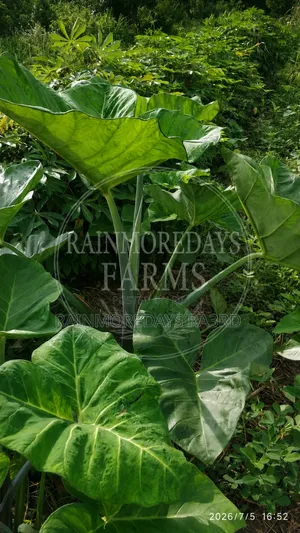 Cocoyam Suckers/Corms