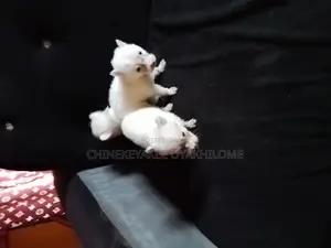 1-3 months Male Purebred American Eskimo