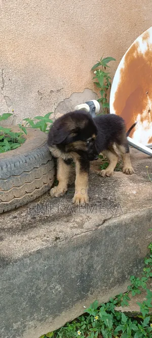 1-3 months Male Purebred Caucasian Shepherd