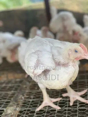 Healthy Live Broiler Chicken for Sale Farm Fresh Poultry Four Weeks+