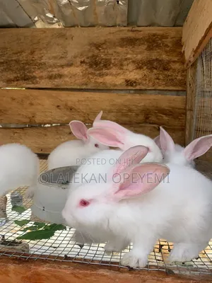 Weaners Rabbit 4000