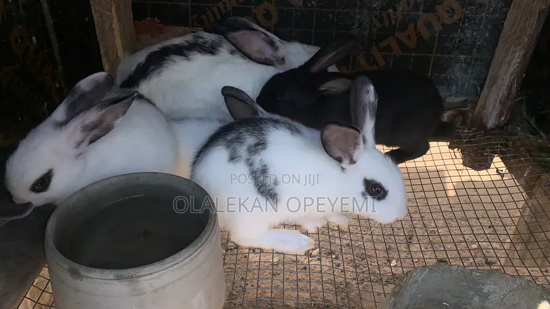 Weaners Rabbit 4000