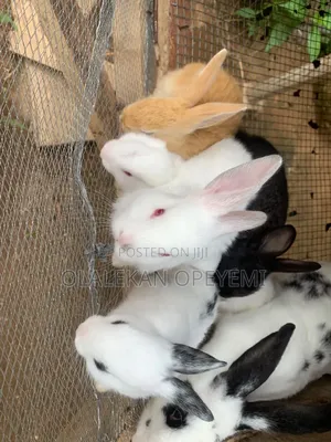 Weaners Rabbit 4000