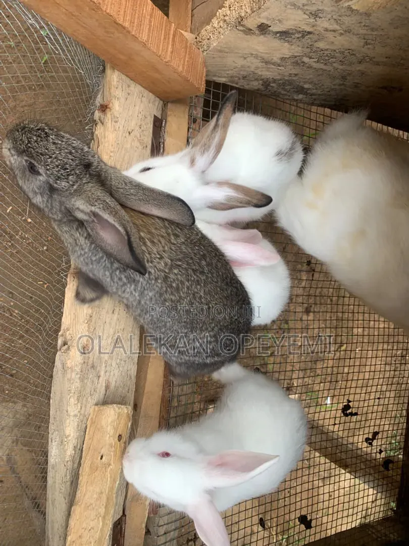 Weaners Rabbit 4000