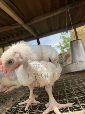 Healthy Live Broiler Chicken for Sale Big Table-Size Broilers 4 Weeks+