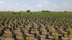Palm City Oil Palm Investment/ Land Banking