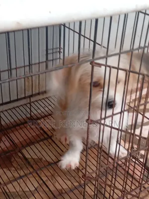 1+ year Female Purebred Lhasa Apso
