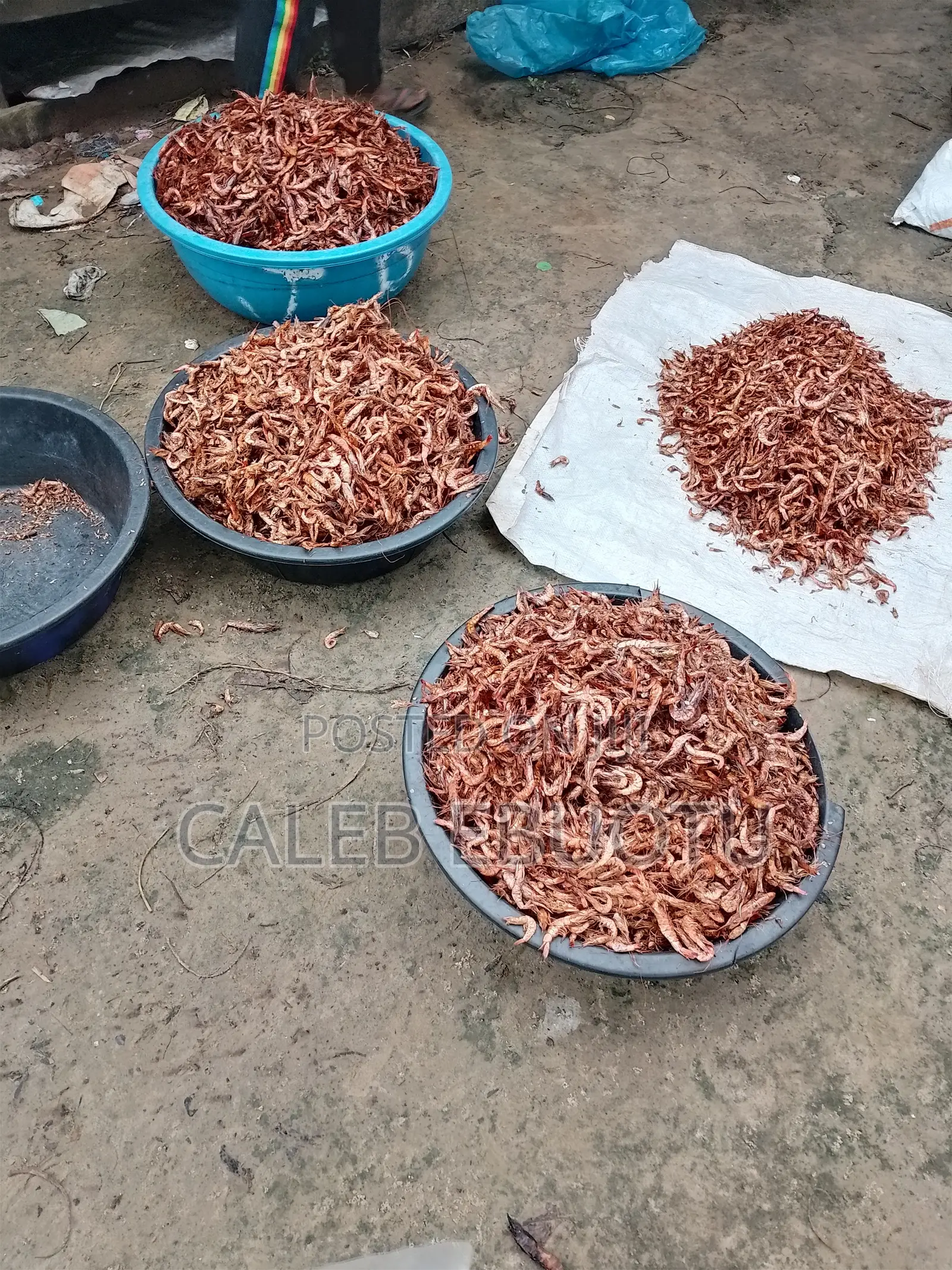 Dried Oporo/Prawns