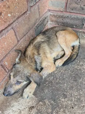 1-3 months Male Purebred Presa Canario