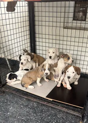 1-3 months Male Purebred American Pit Bull Terrier