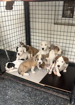 1-3 months Male Purebred American Pit Bull Terrier