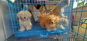 Experience and Swift Veterinary