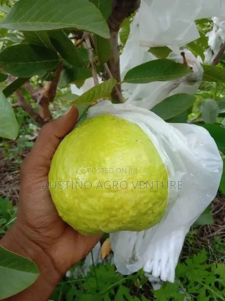 Hybrid Guava Seedlings Available