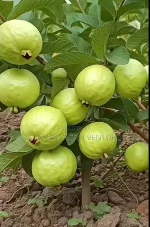 Hybrid Guava Seedlings Available