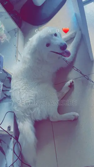 6-12 months Male Purebred American Eskimo