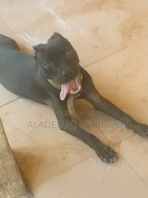 1-3 months Female Purebred American Pit Bull Terrier