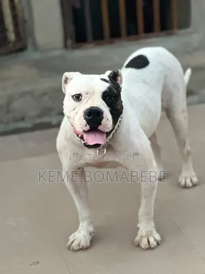 3-6 months Female Purebred American Bully